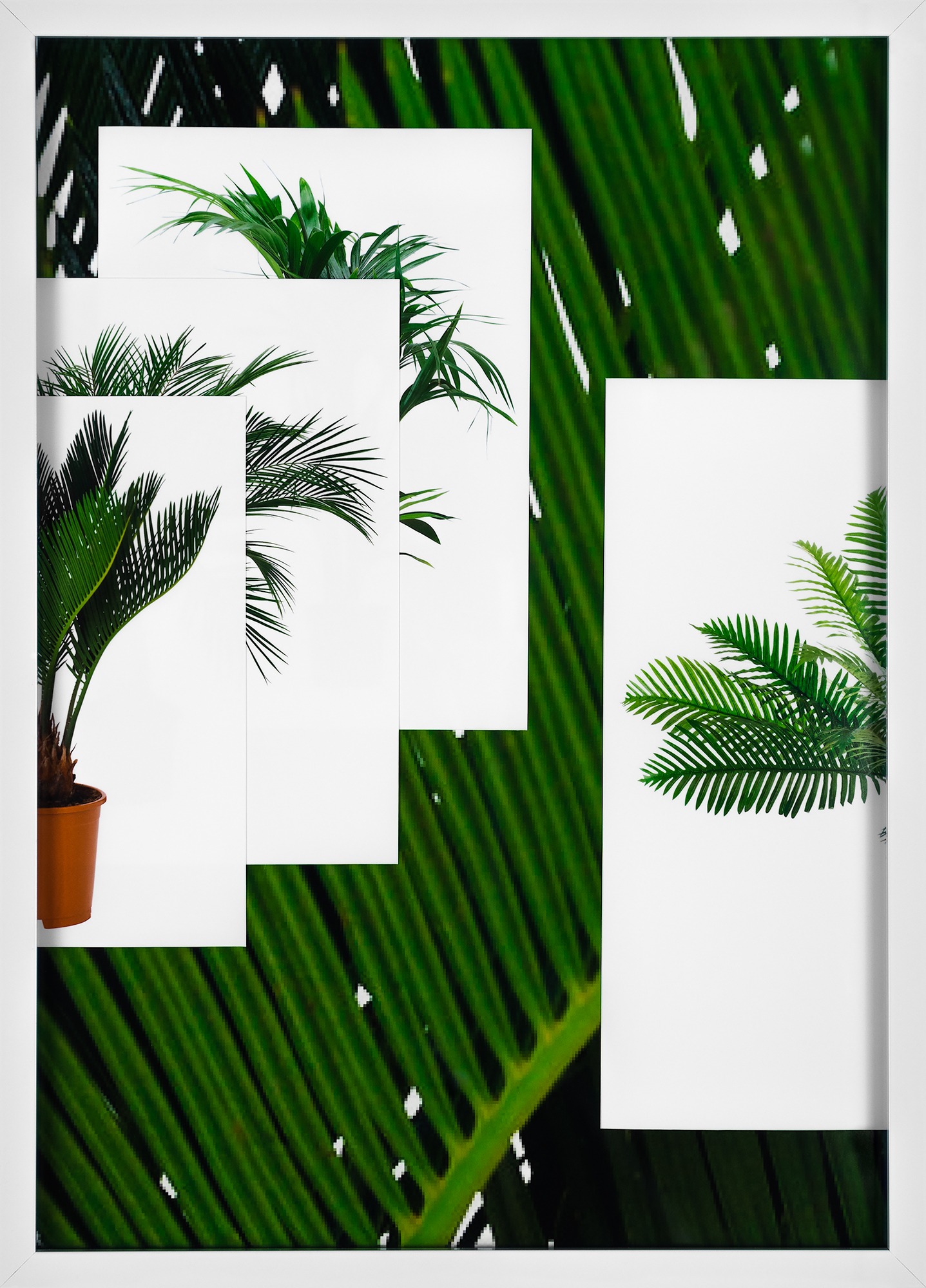 Multiple palm tree images are overlaid on a blown up detail shot, similar to a computer desktop and its windows.