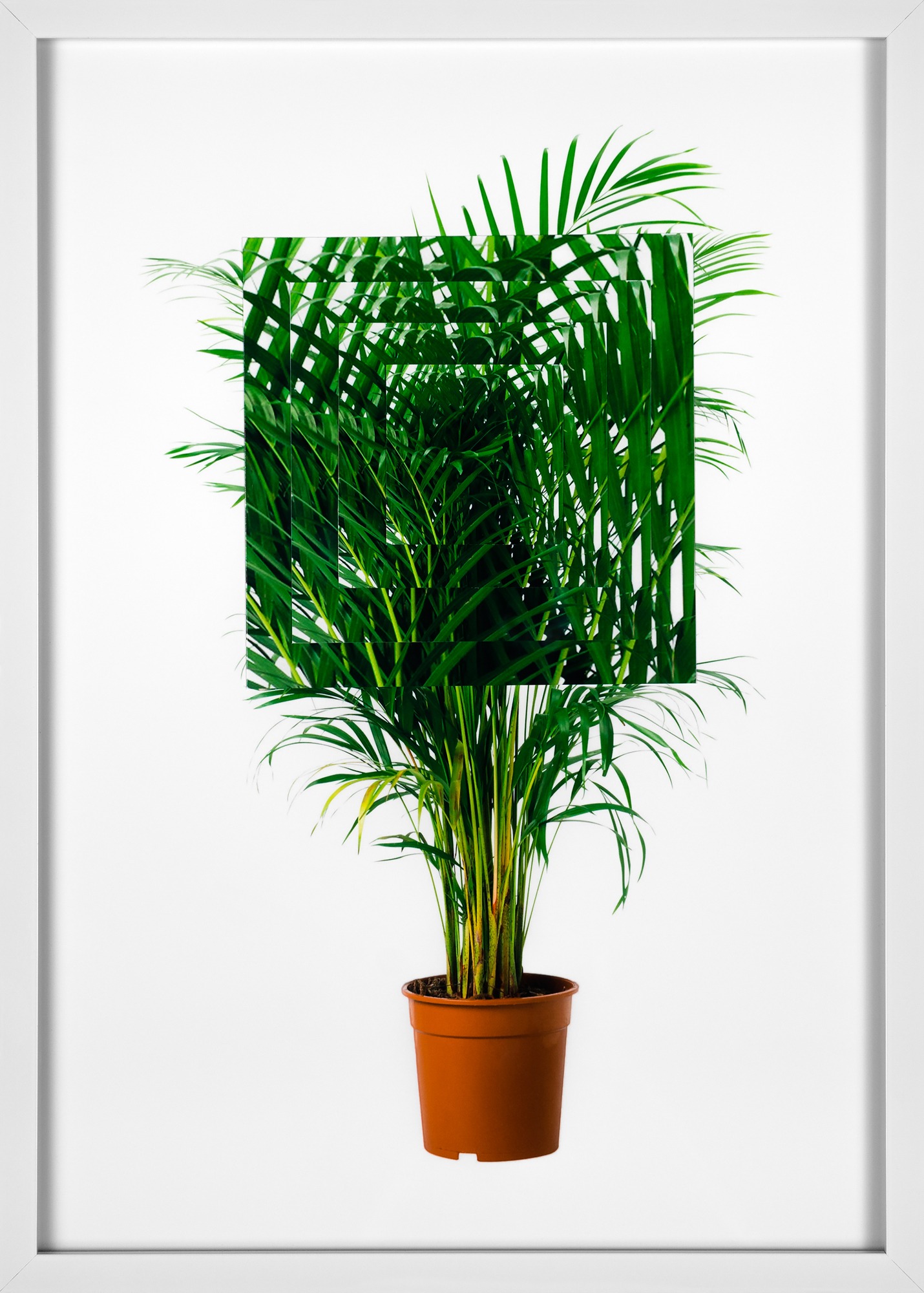 A potted palm tree with multiple overlaid detail shots creating stacked appearance.
