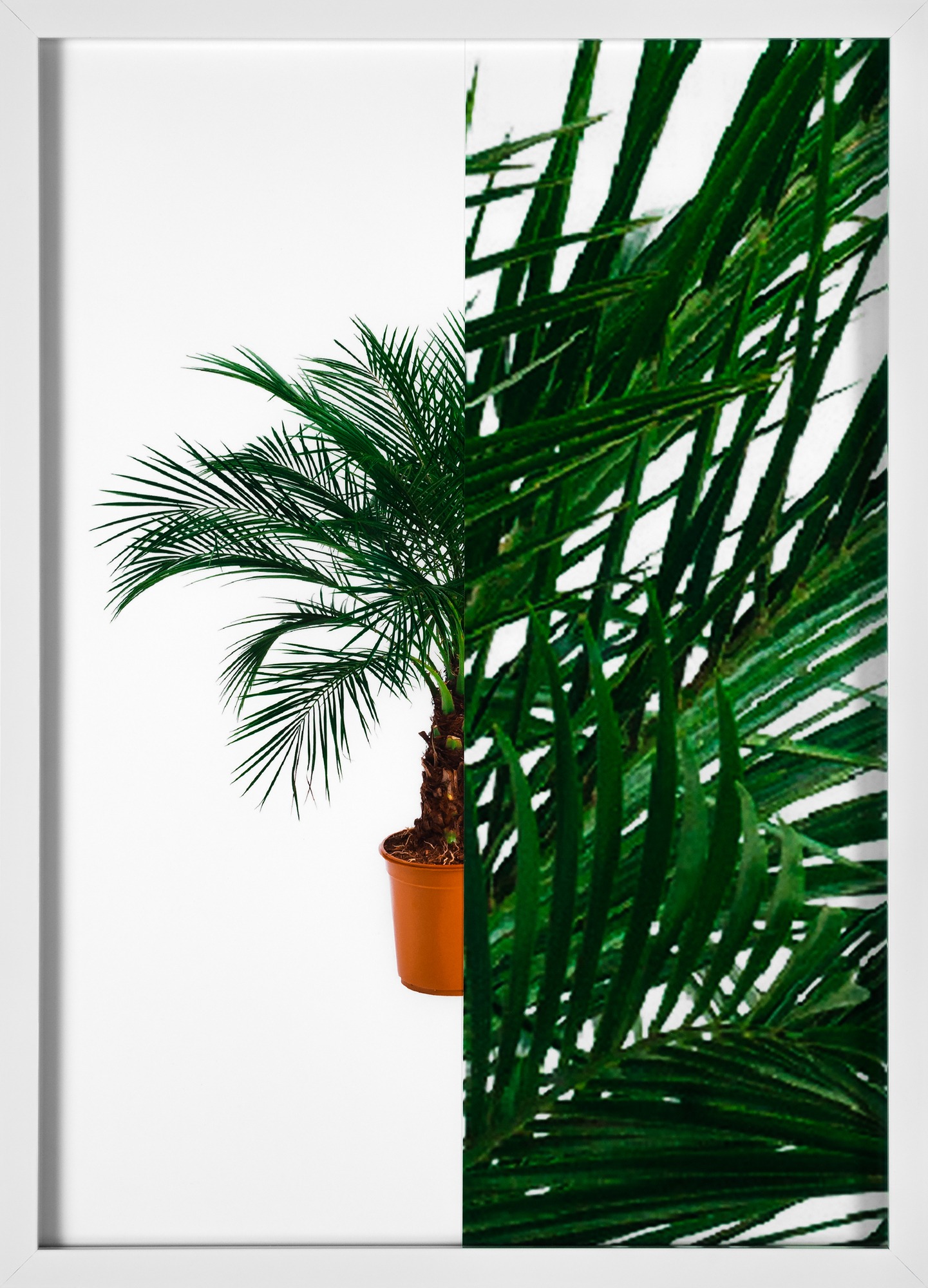 Split-screen style image with a potted palm tree against a white background to left, on right is a highly enlarged detail shot.