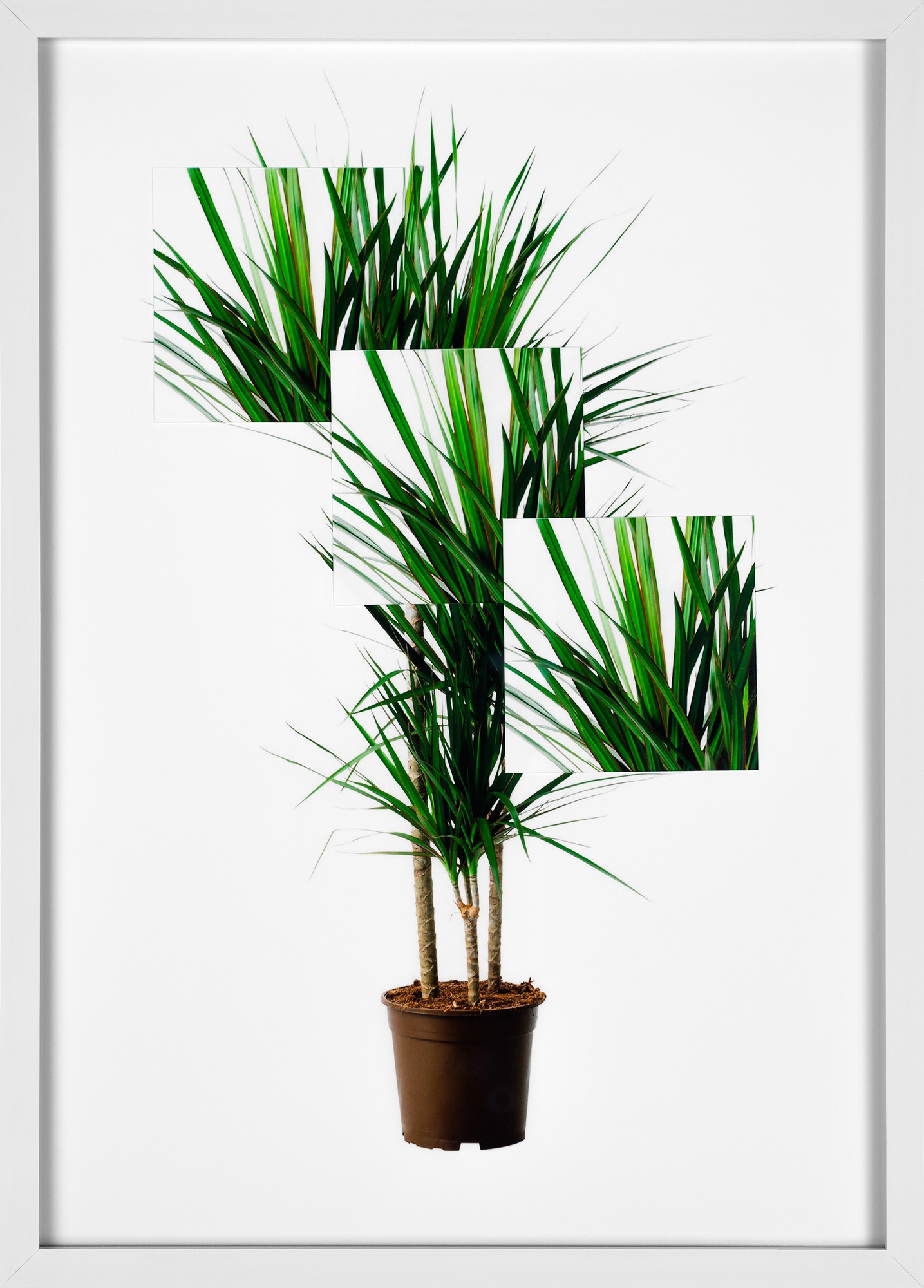 A potted tree with three detail shots stacked in diagonal row, partially obscuring the main image.