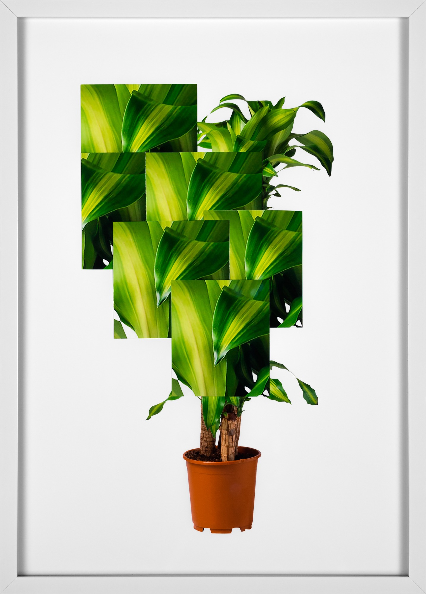 A potted tree mostly obscured by rectangular detail shots stacked over it, creating a kind of mutant plant.