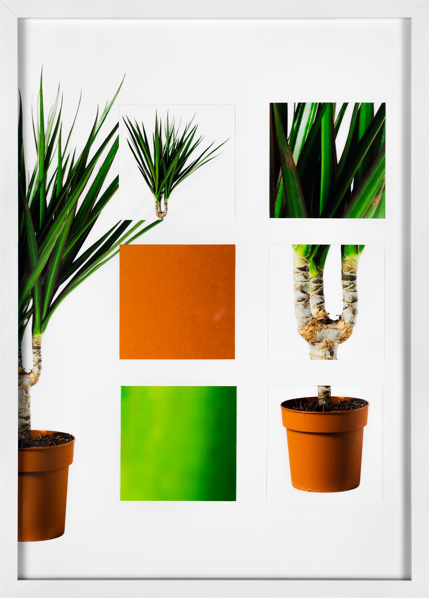 A potted tree sits to the far left, to its right are six squares showing different detail excerpts from the main image.