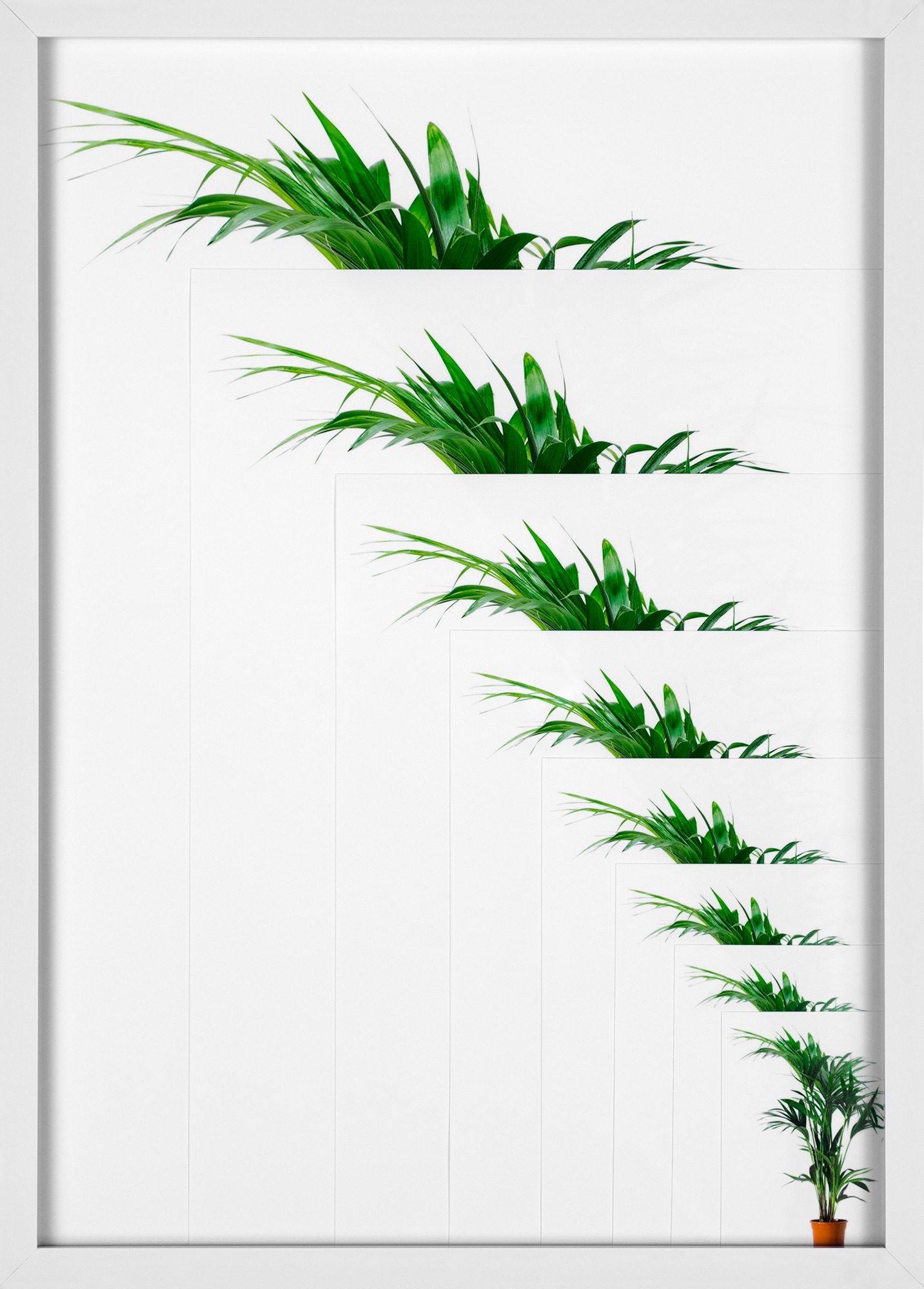 A potted palm tree with multiple overlaid layers going from large to very small, similar to the scaling effect while resizing a computer window.